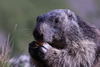 Marmotte au repas de midi